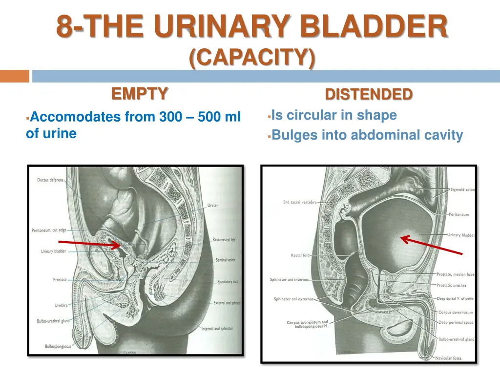 8 the urinary bladder capacity