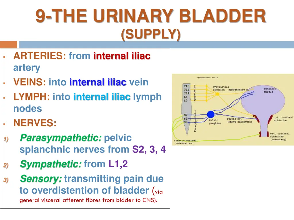 9 the urinary bladder supply
