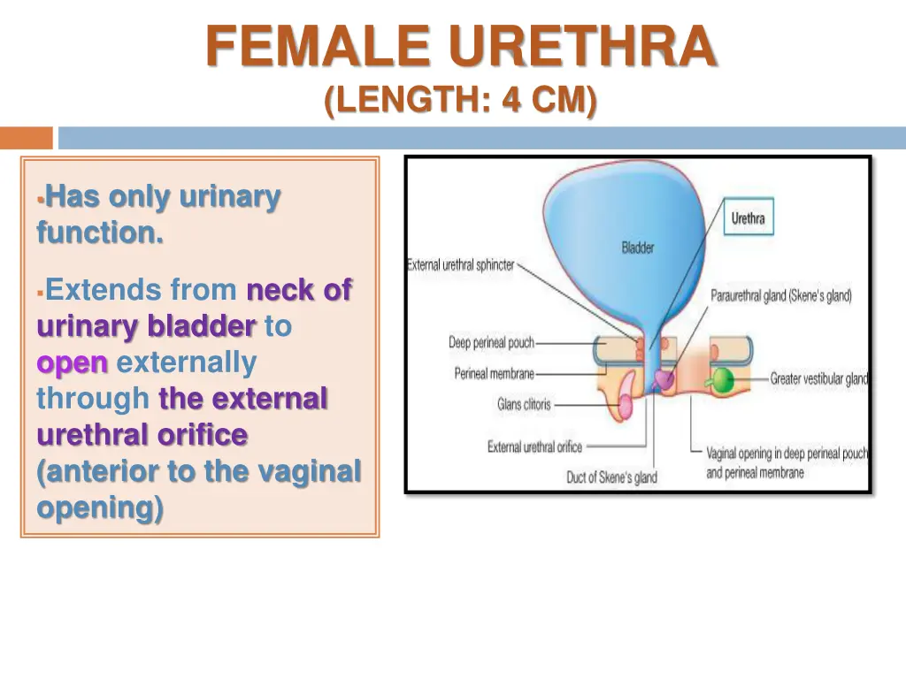 female urethra length 4 cm
