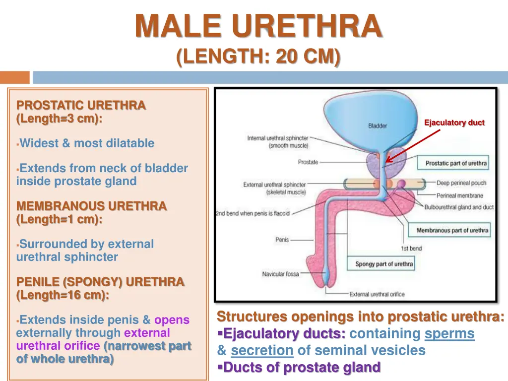 male urethra length 20 cm