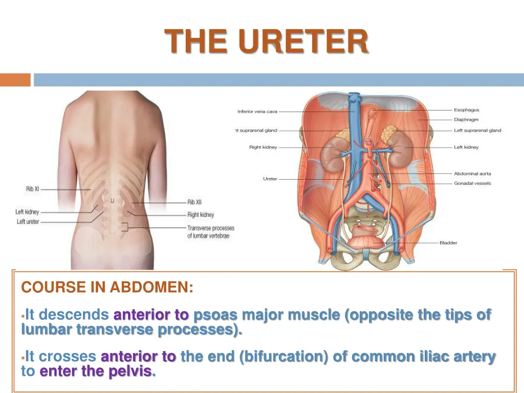the ureter 1