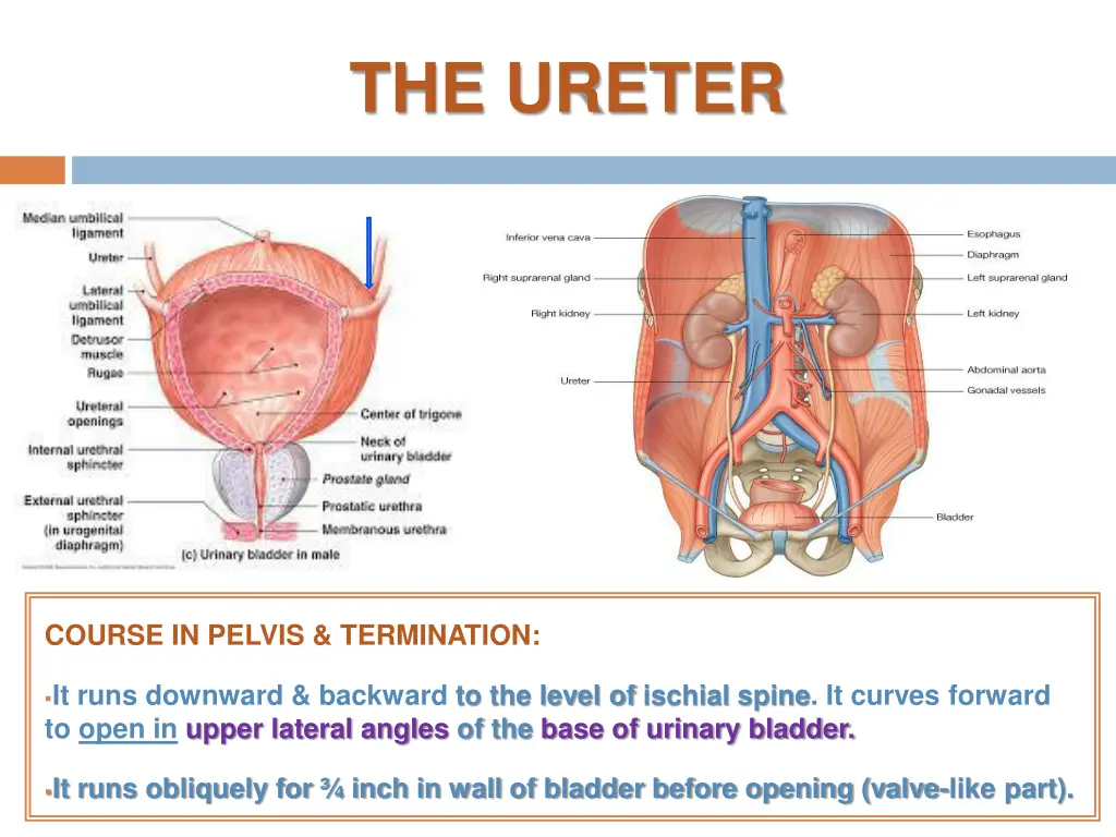 the ureter 2