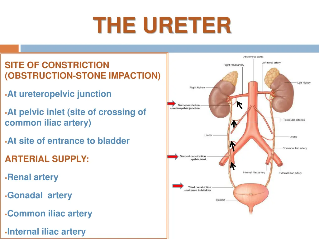 the ureter 3