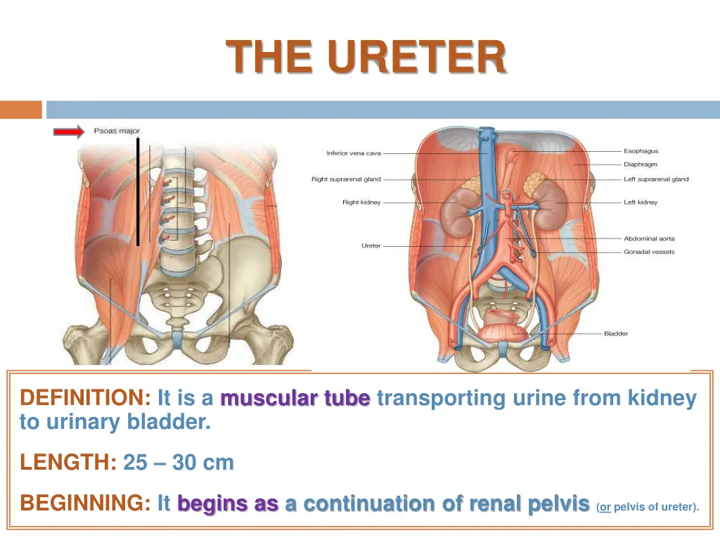 the ureter