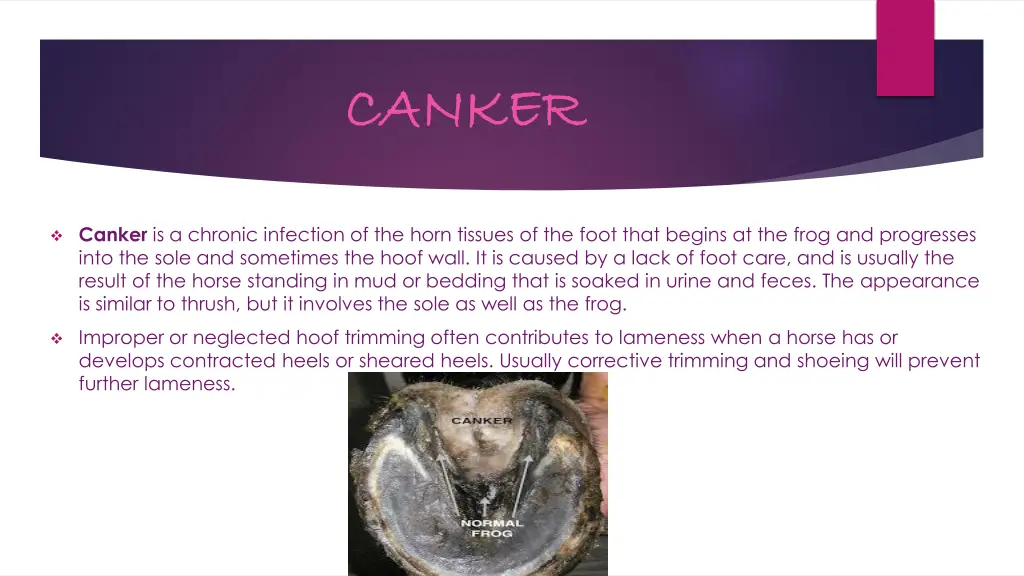 canker canker