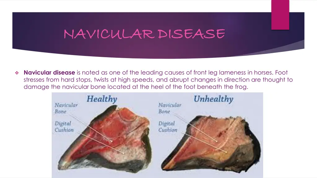 navicular disease navicular disease