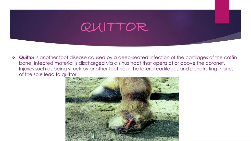 quittor quittor