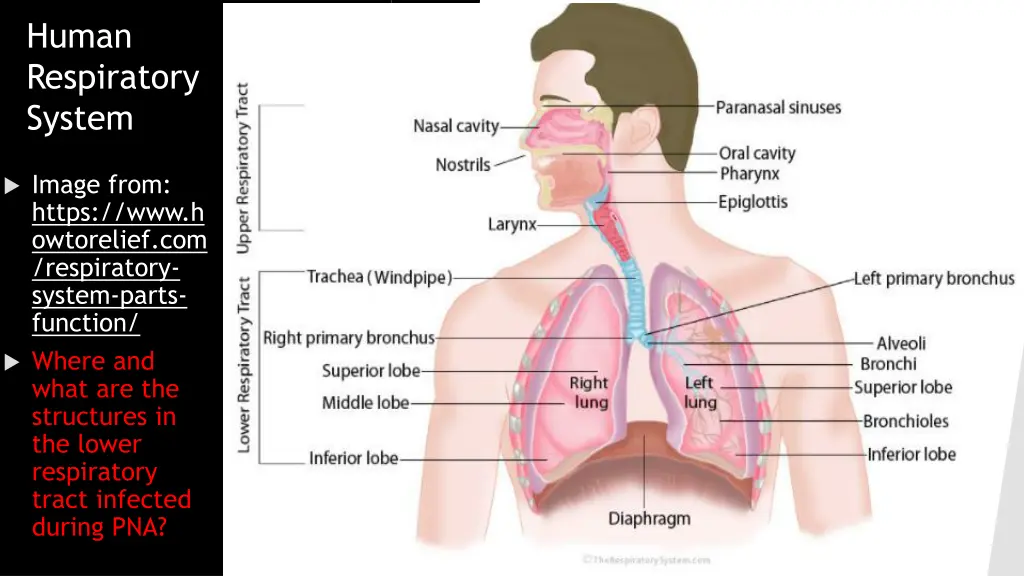 human respiratory system