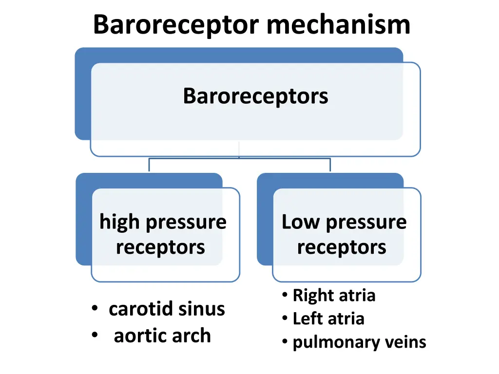 baroreceptor mechanism