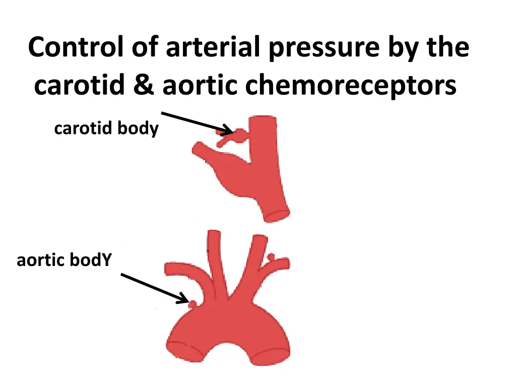control of arterial pressure by the carotid