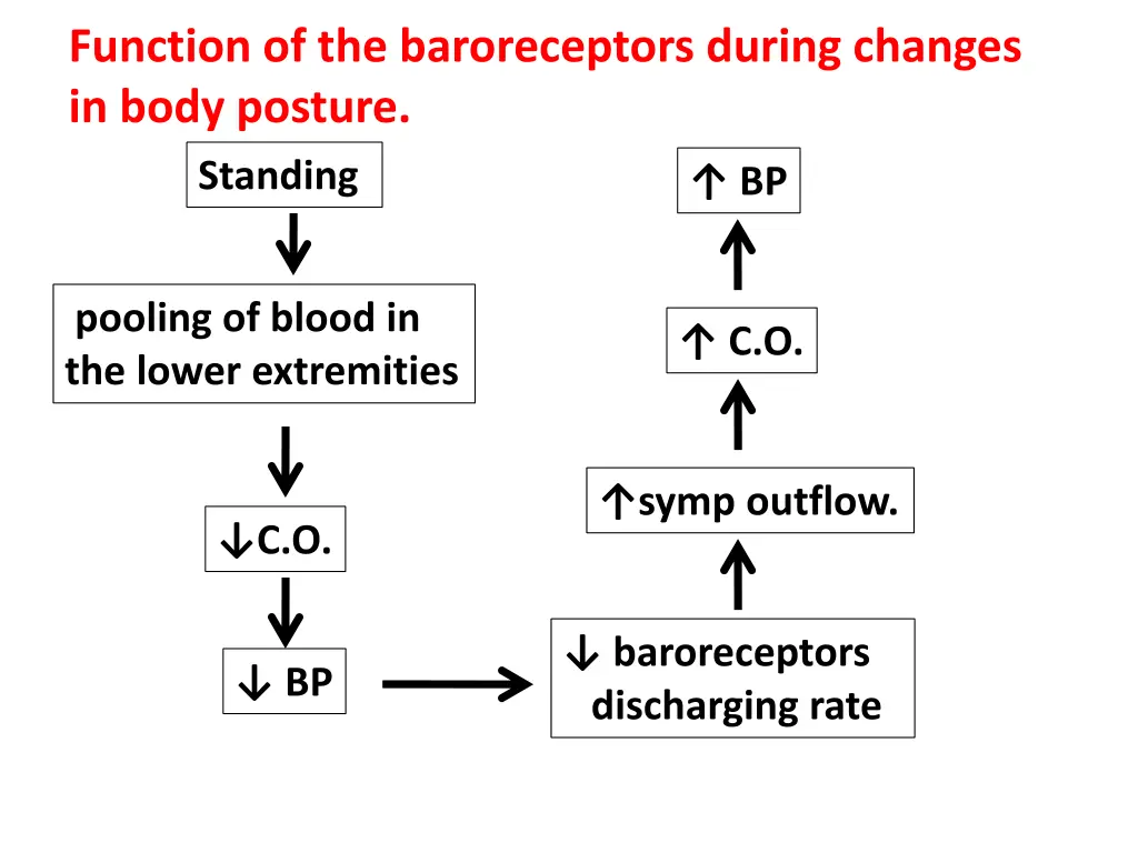 function of the baroreceptors during changes
