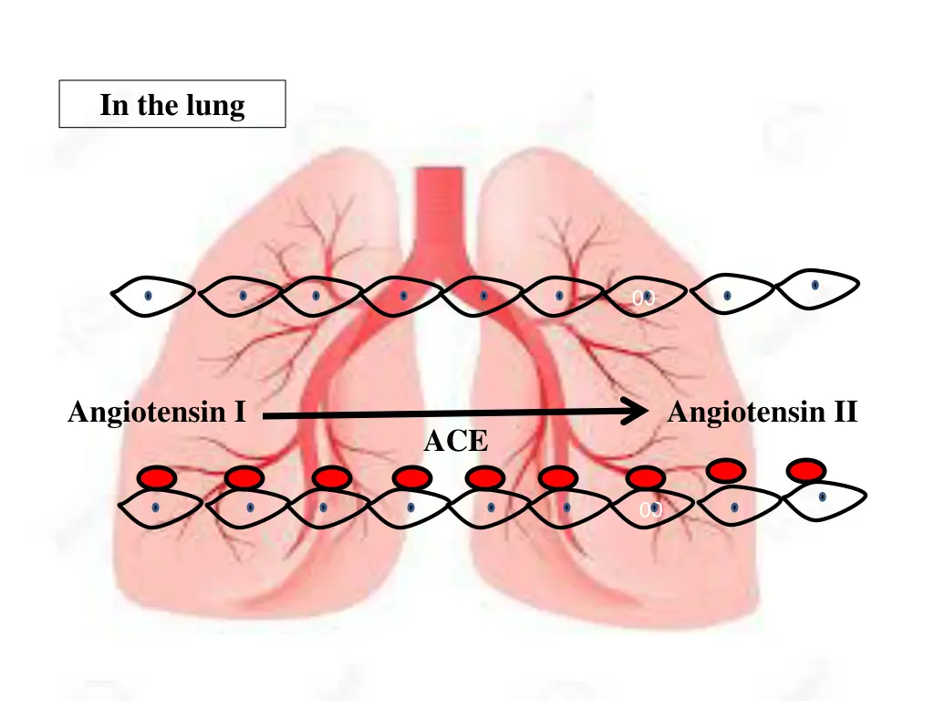 in the lung