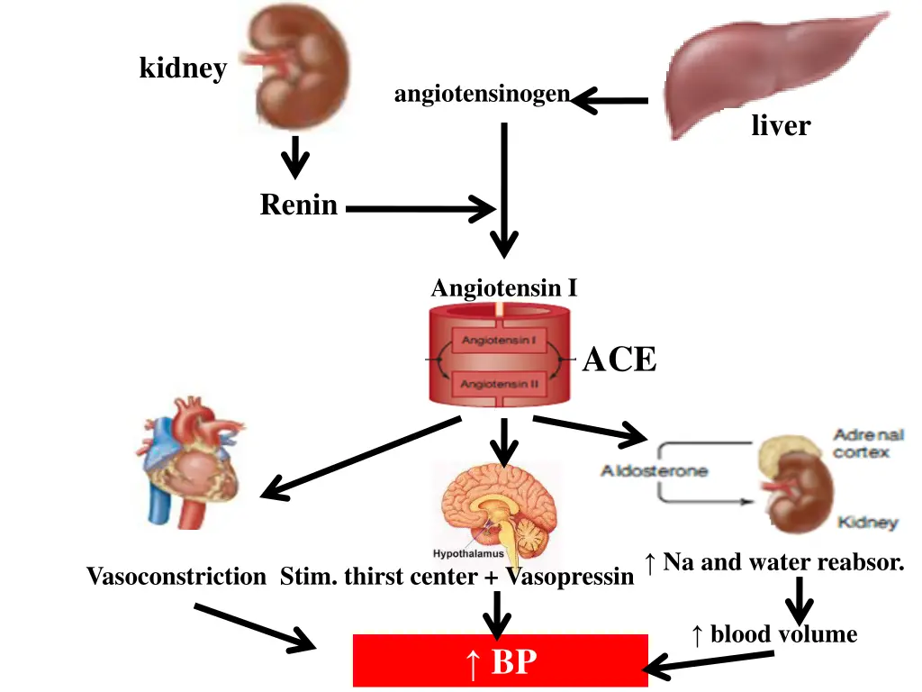 kidney