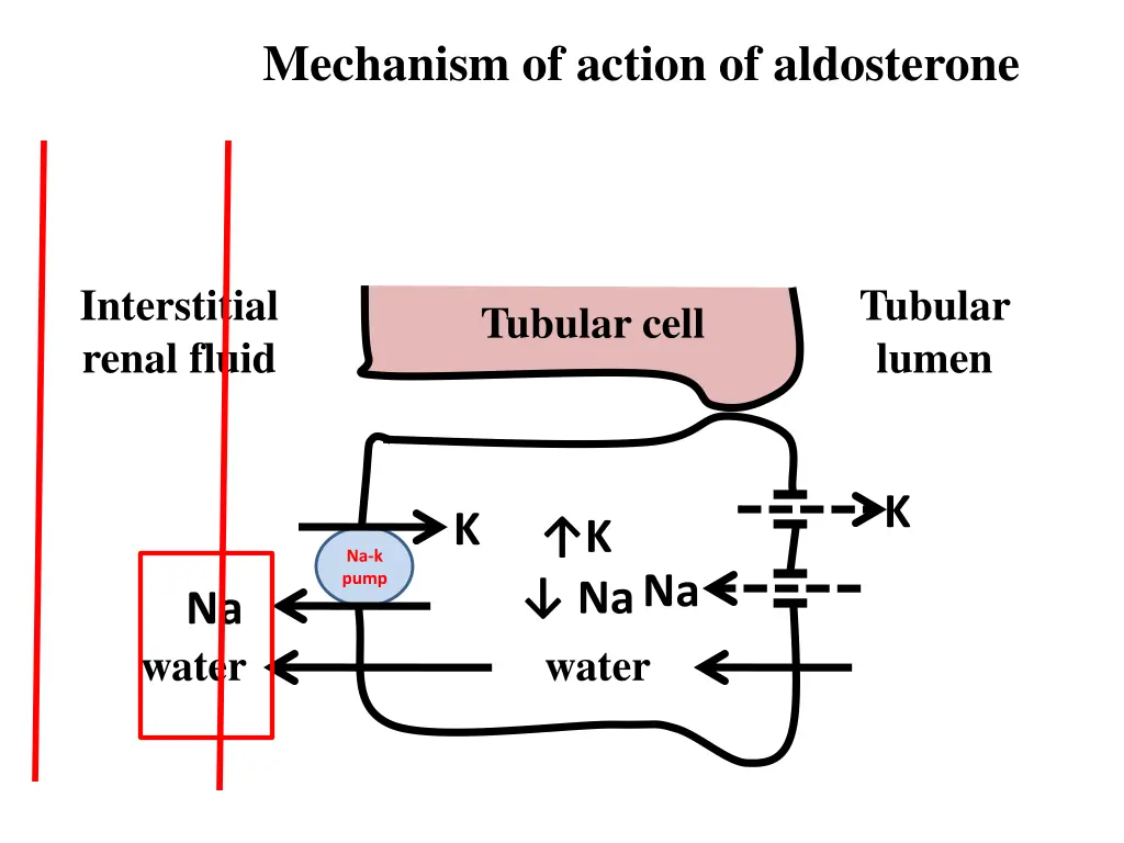 mechanism of action of aldosterone