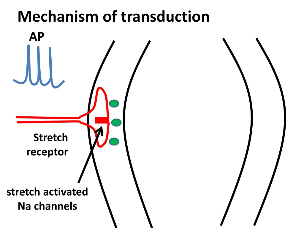 mechanism of transduction
