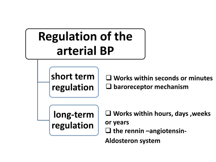 regulation of the arterial bp