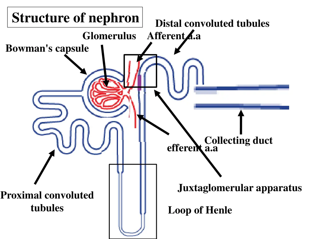 structure of nephron