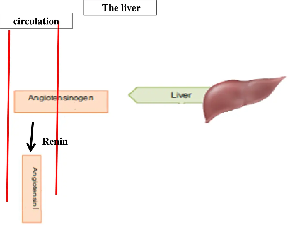 the liver