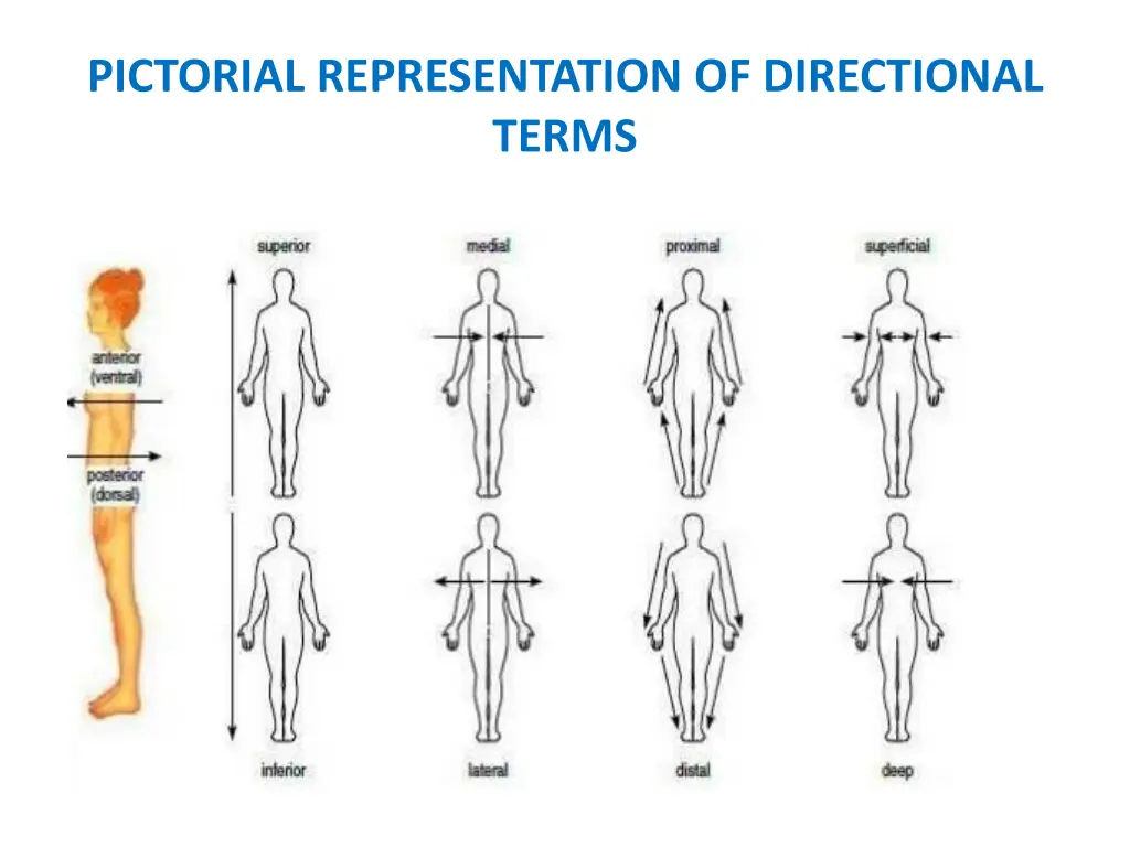 pictorial representation of directional terms