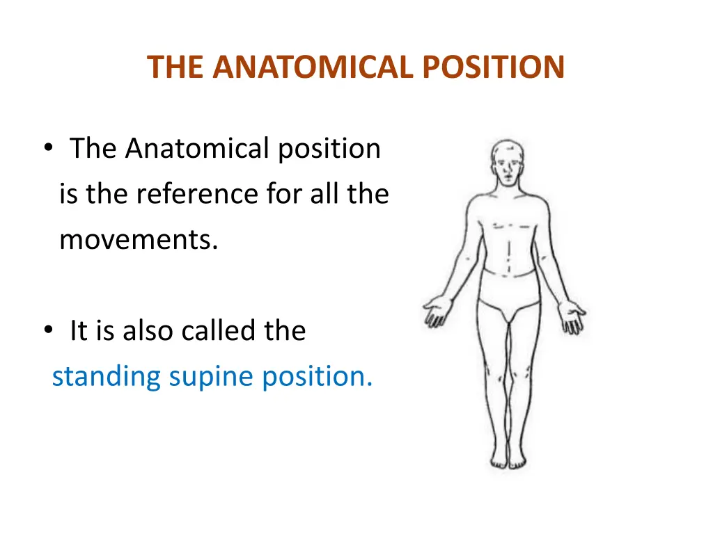 the anatomical position
