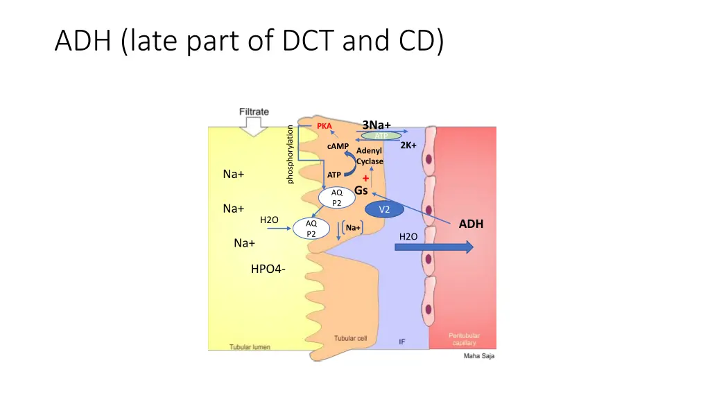 adh late part of dct and cd
