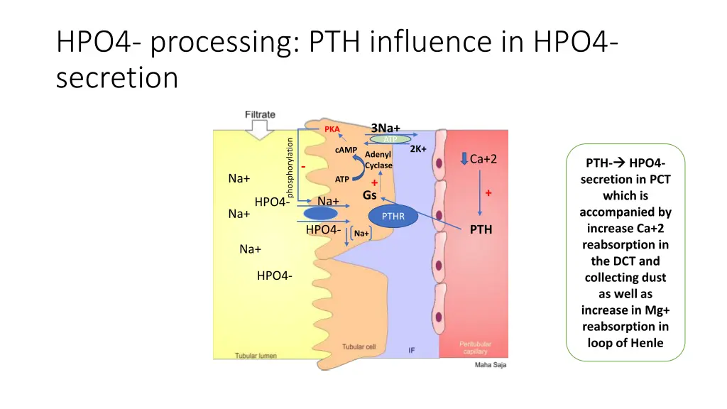 hpo4 processing pth influence in hpo4 secretion