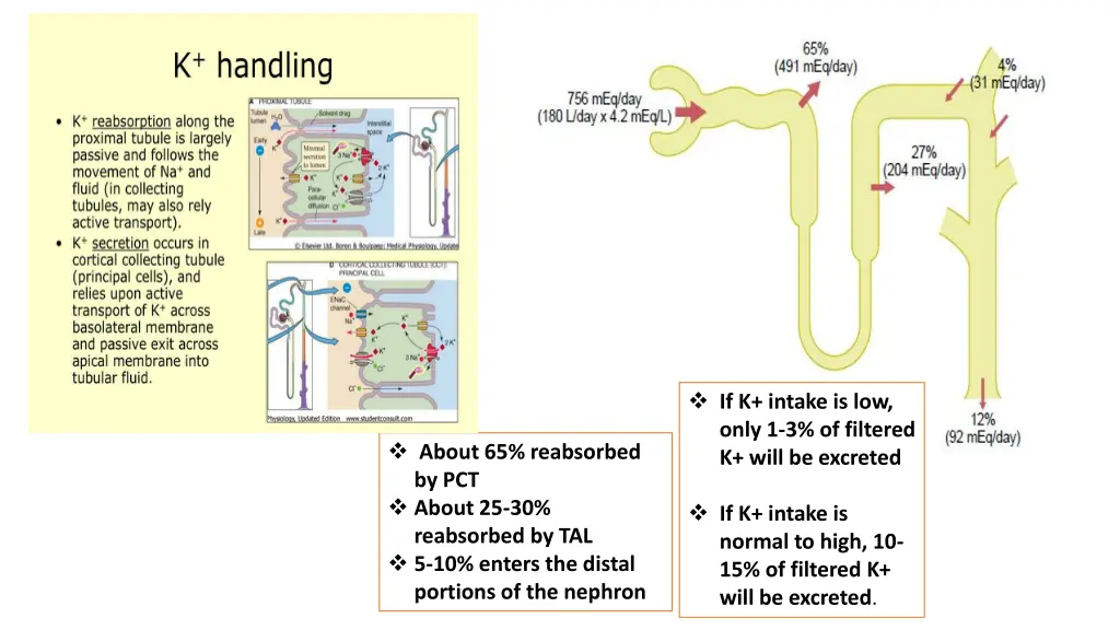 if k intake is low only 1 3 of filtered k will