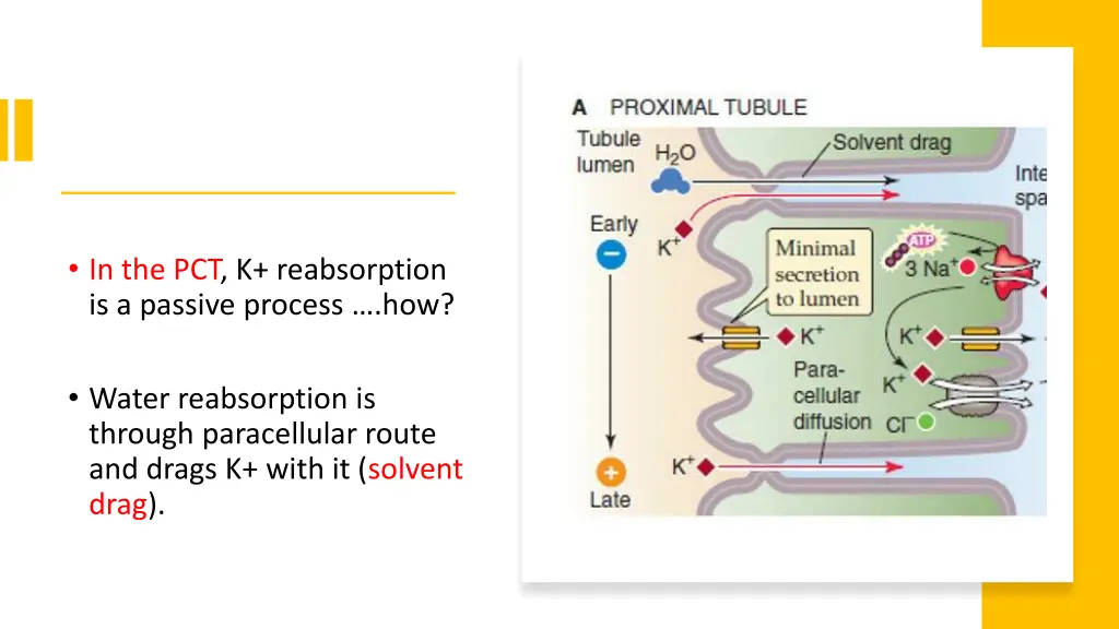 in the pct k reabsorption is a passive process how