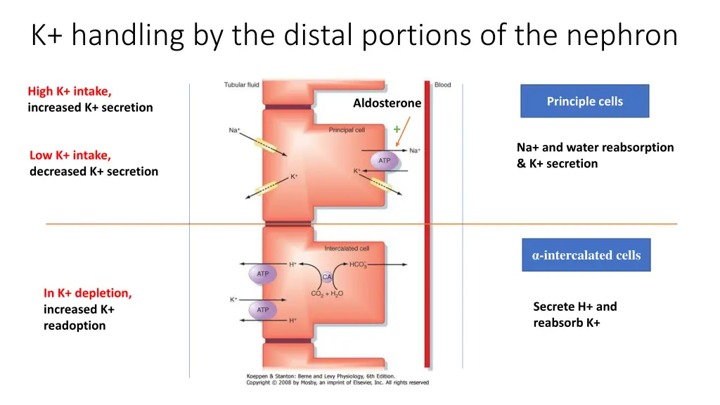 k handling by the distal portions of the nephron