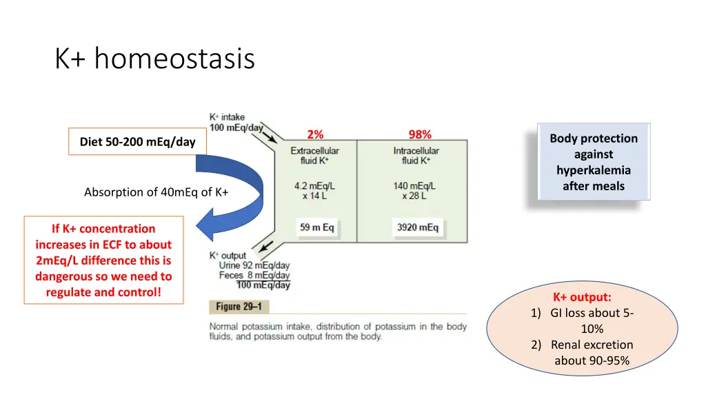 k homeostasis