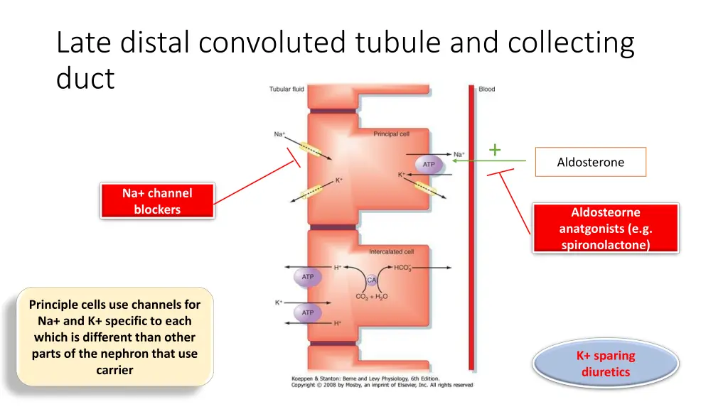 late distal convoluted tubule and collecting duct