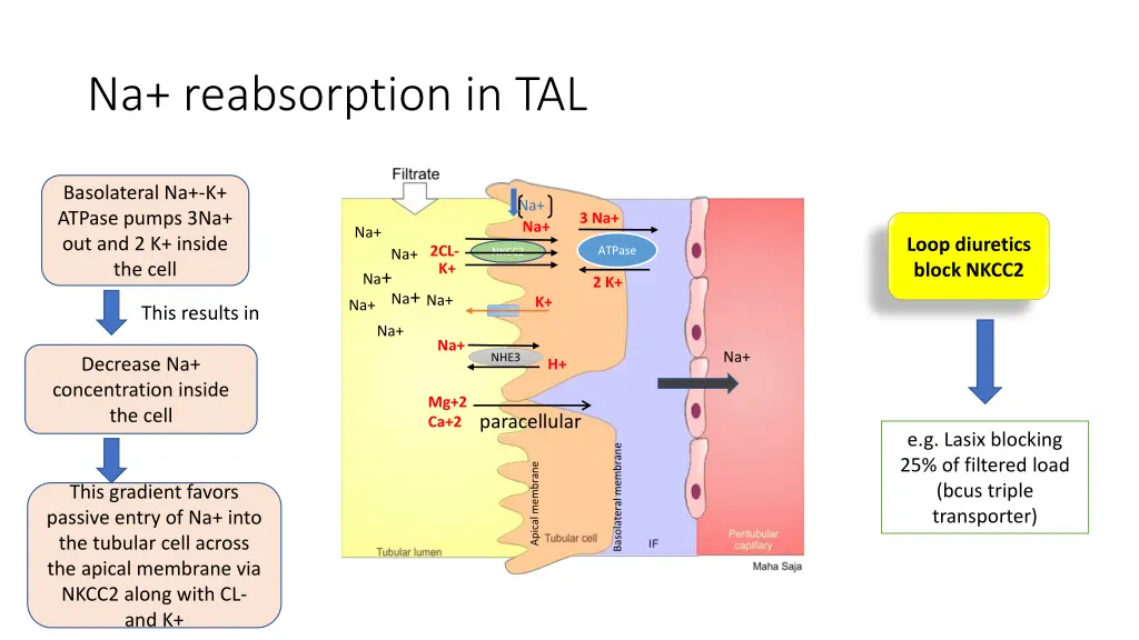 na reabsorption in tal