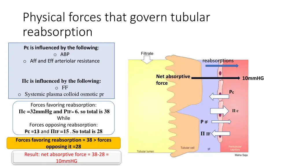 physical forces that govern tubular reabsorption