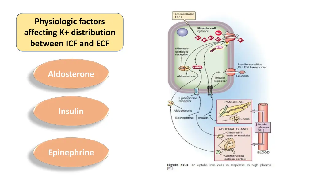 physiologic factors affecting k distribution