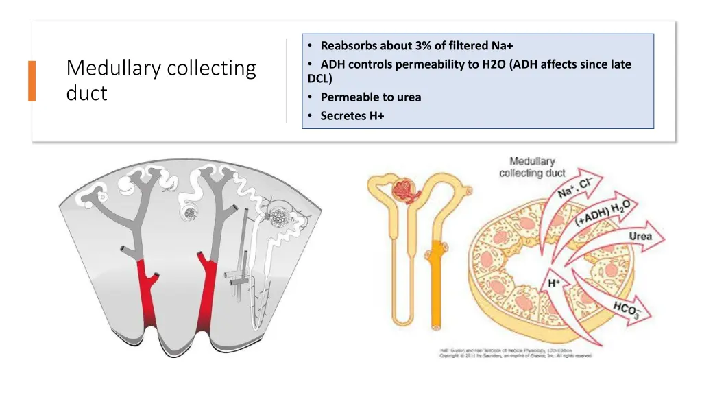 reabsorbs about 3 of filtered na adh controls