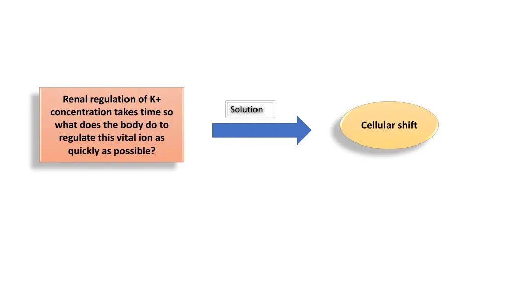 renal regulation of k concentration takes time