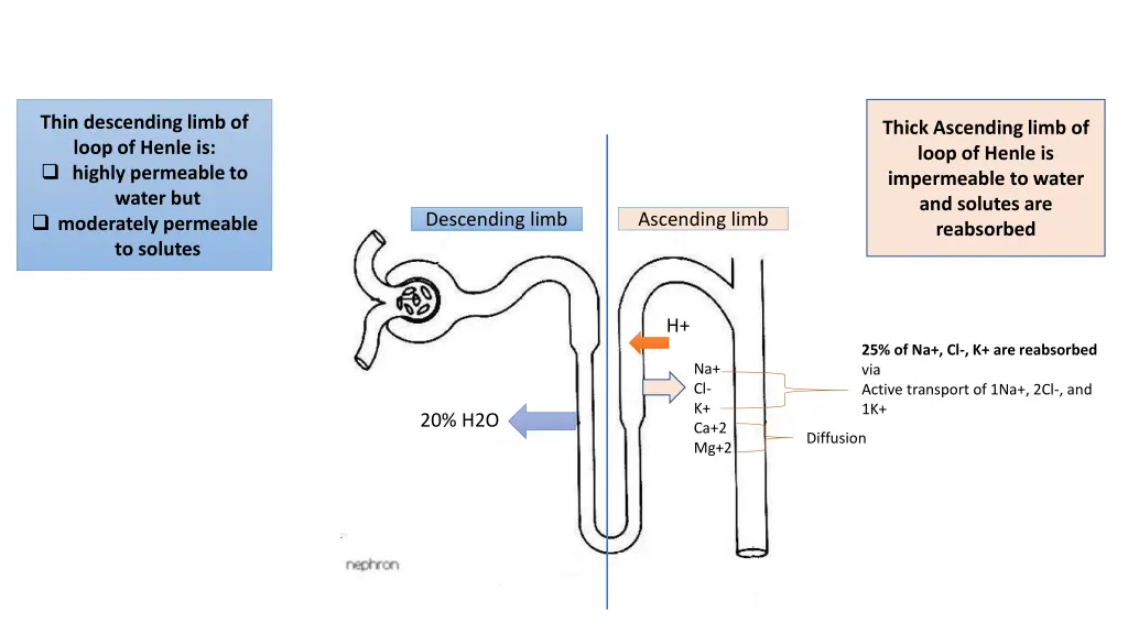 thin descending limb of loop of henle is highly