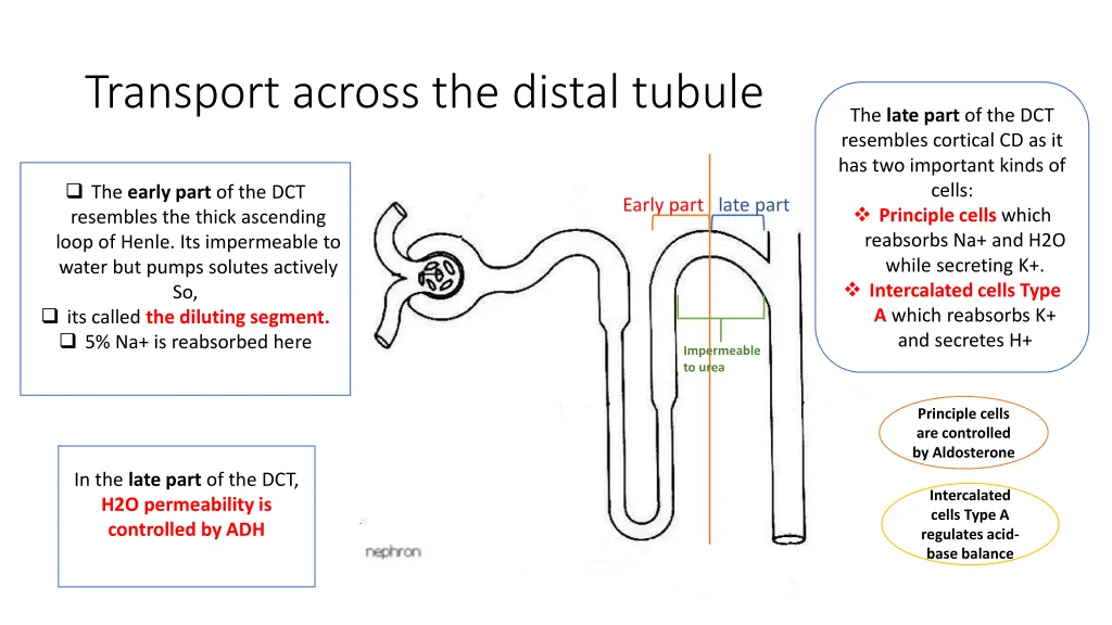 transport across the distal tubule