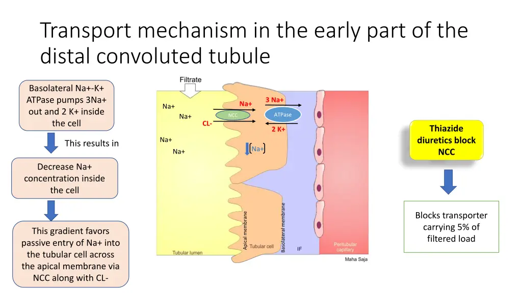 transport mechanism in the early part