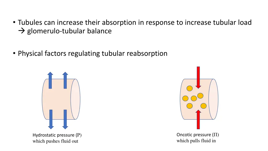 tubules can increase their absorption in response