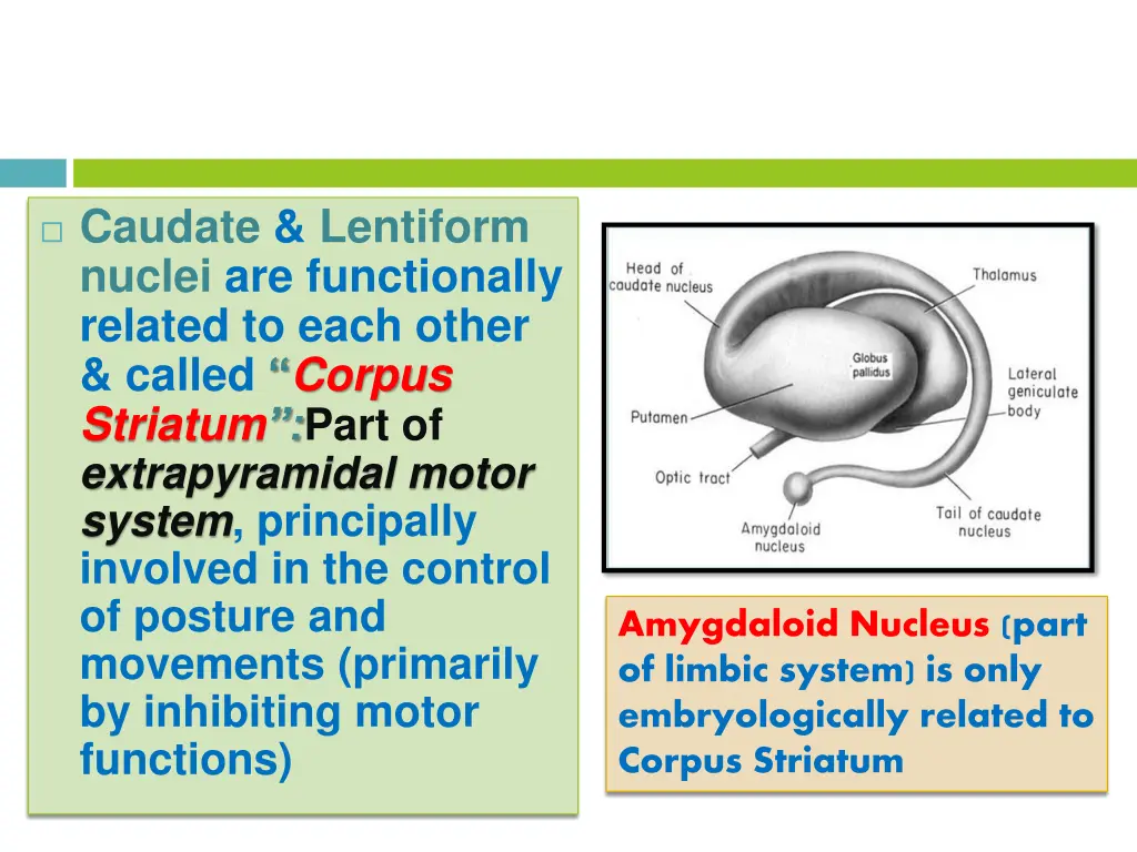 caudate lentiform nuclei are functionally related