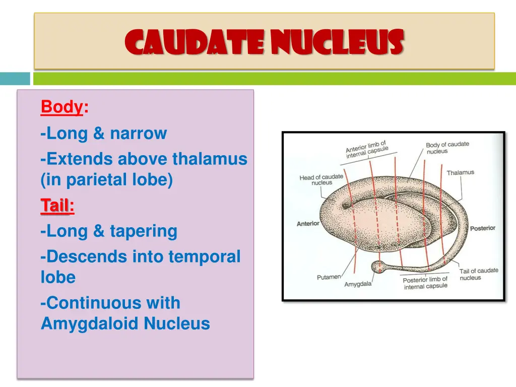 caudate nucleus caudate nucleus 1