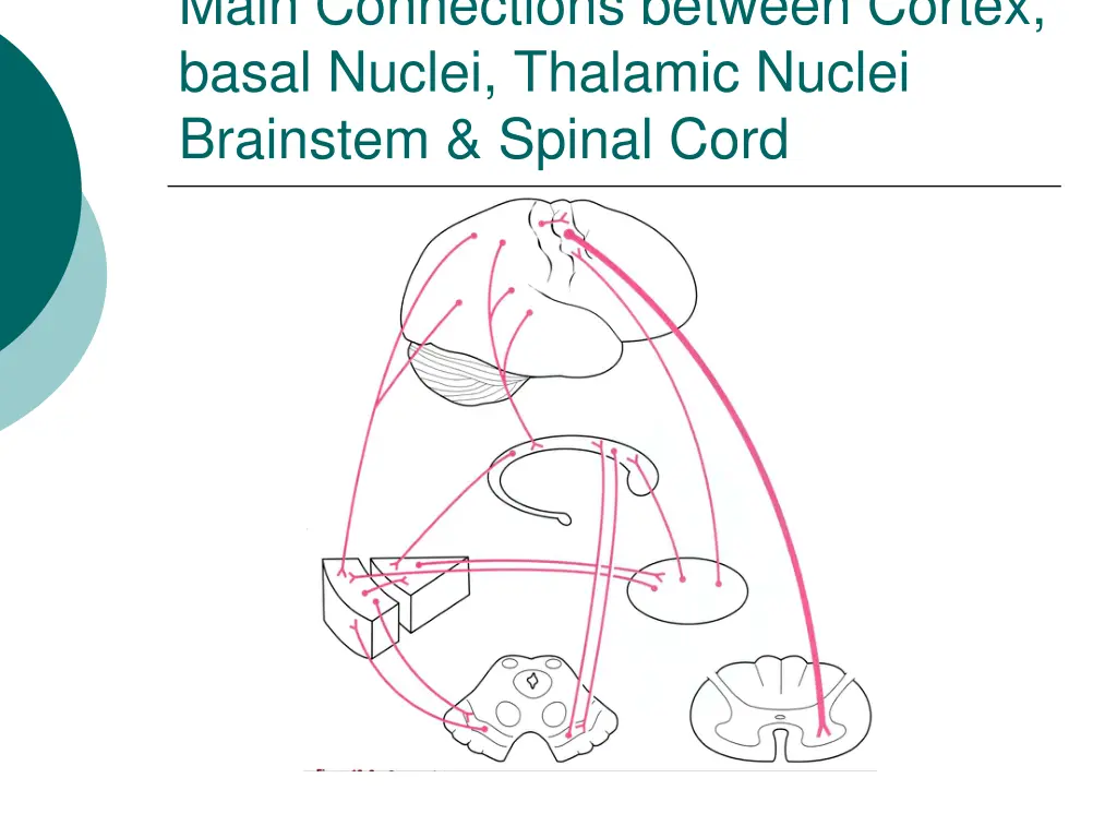 main connections between cortex basal nuclei