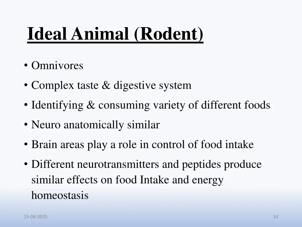 ideal animal rodent