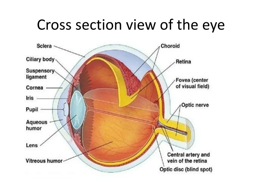 cross section view of the eye