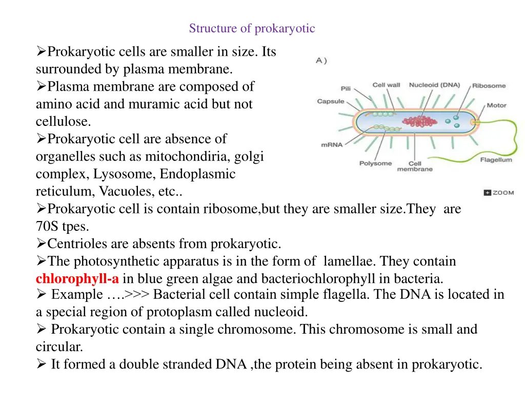 structure of prokaryotic