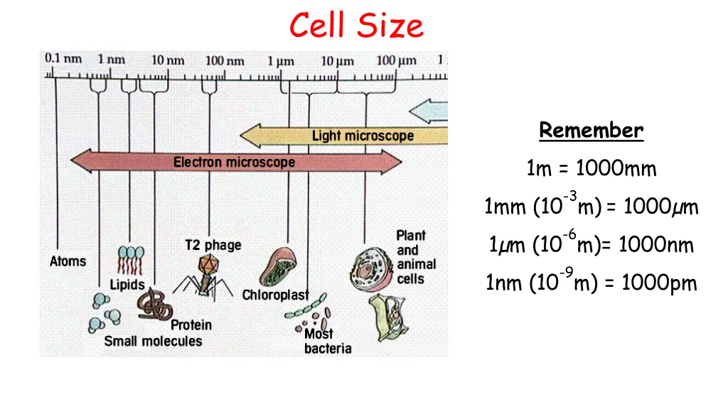 cell size