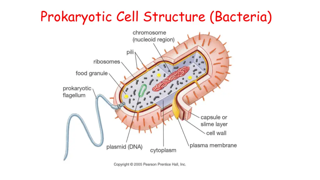 prokaryotic cell structure bacteria