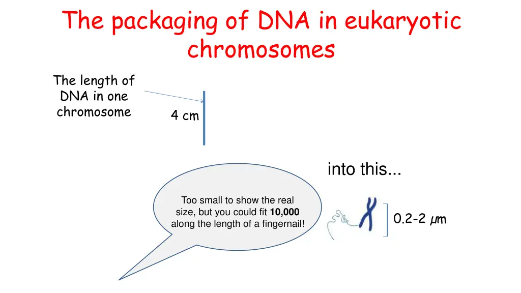 the packaging of dna in eukaryotic chromosomes
