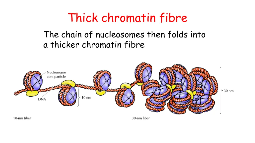thick chromatin fibre the chain of nucleosomes